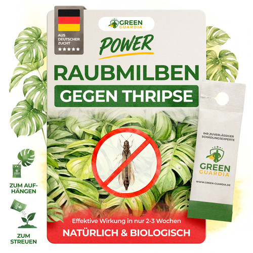 Raubmilben gegen thripse - raubmilben,