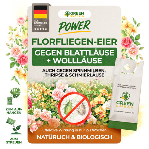 Florfliegenlarven gegen